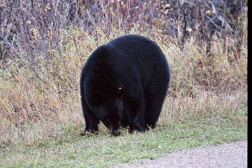 Black Bear along road