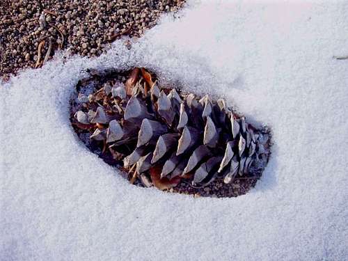 Pine Cone in the Snow