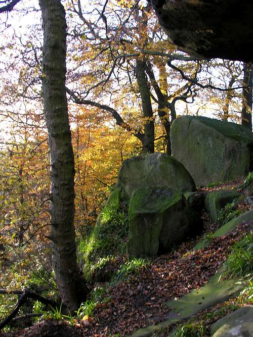 In the woods at Rowtor Rocks