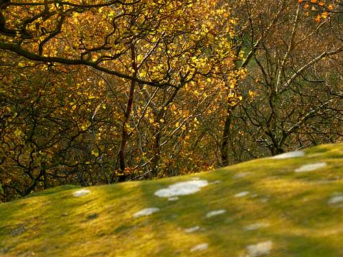 Evening light on the woods at Rowtor