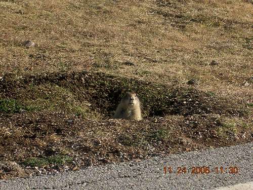 Prairie Dog