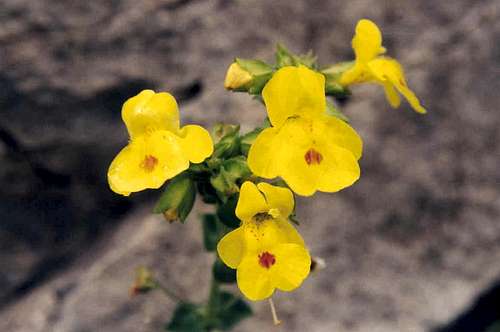 Yellow Monkey-flower (Mimulus guttatus guttatus)