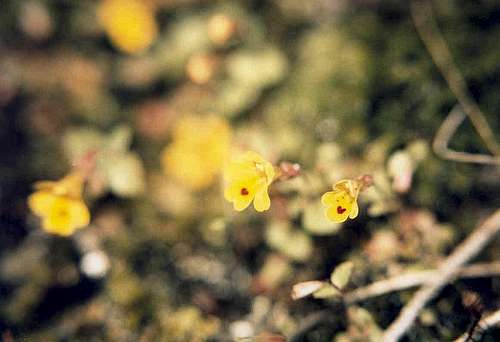 Chickweed Monkey-flower (Mimulus alsinoides)