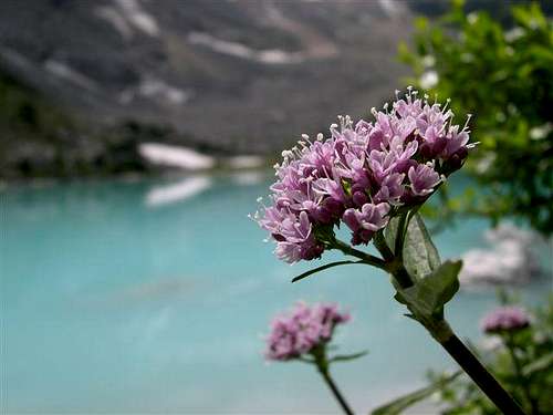 Flower over a glacier lake