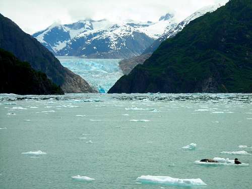 Seals and the South Sawyer Glacier