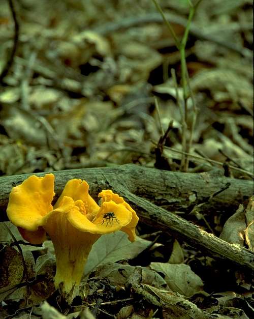 Chanterelle and Fly