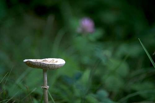 Spring Mushroom