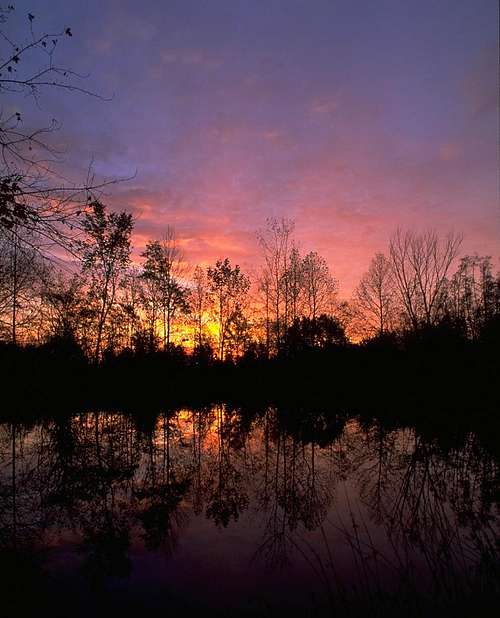 Sunrise Trees & Pond