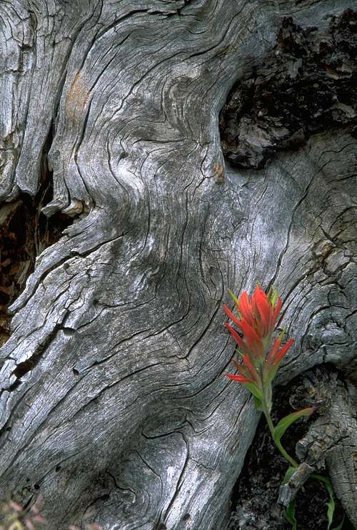 Tree Root and Paintbrush