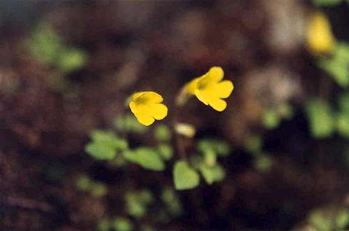 Purple-stem Monkey-flower (Mimulus floribundus)