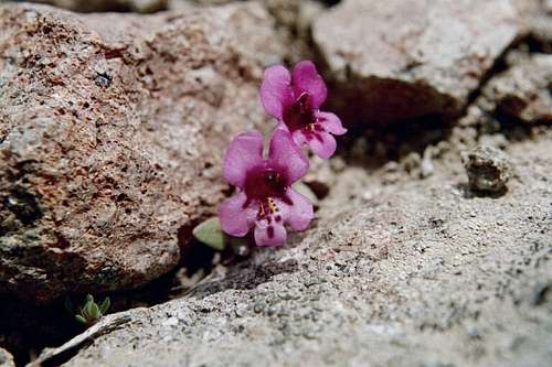 Dwarf Purple Monkey-flower (Mimulus nanus)