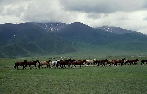 Horses in the main valley
