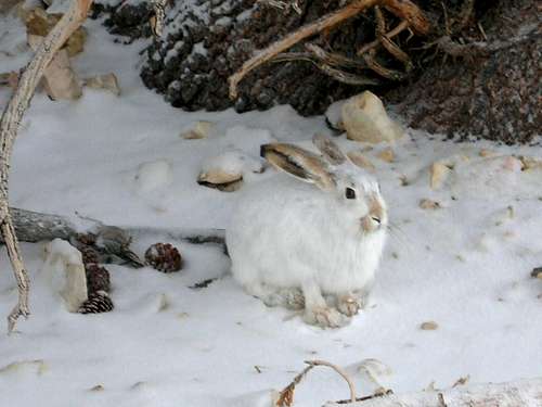 Jack rabbit by Patriarch Grove:  Dec. 16, 2006