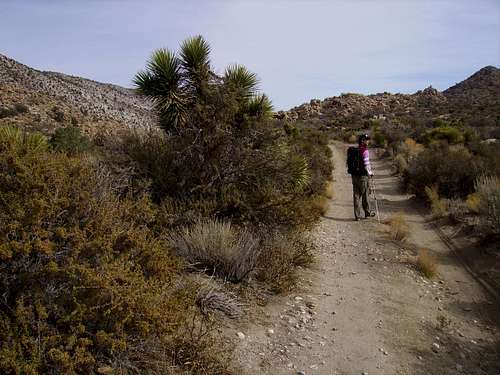 Cactus Flats