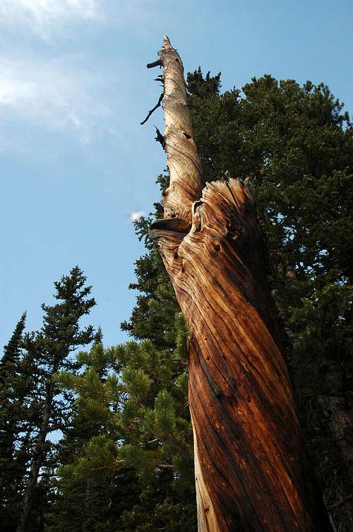 Cool-looking tree on trail above Bear Lake