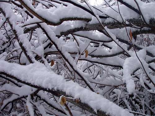 Snow Branches