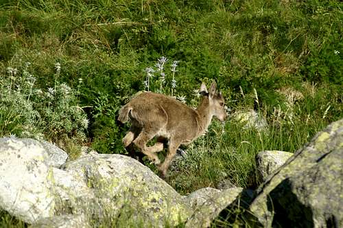 Baby Gredos ibex running