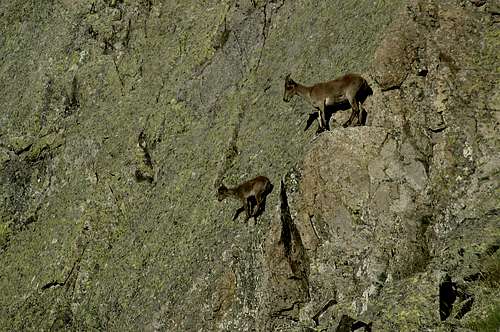 Gredos ibex rock climbing