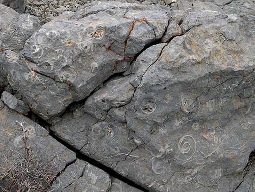 Maclurites Fossils