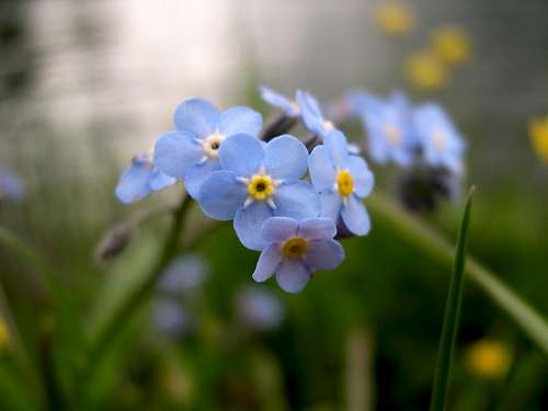 Tiny light blue petals