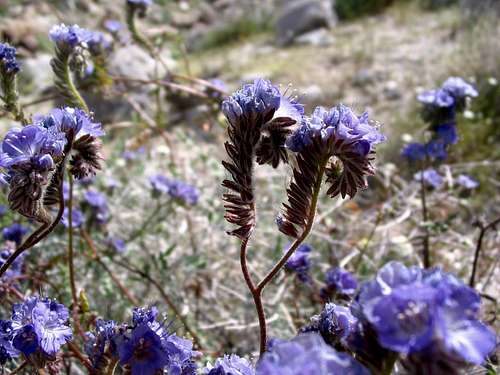 Desert Lavender, Sheephole Mtn