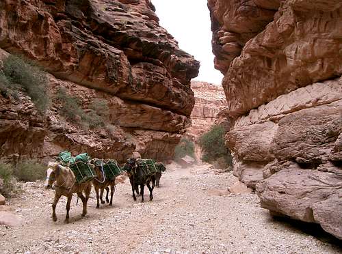 Pack Horses in Hualapai Canyon