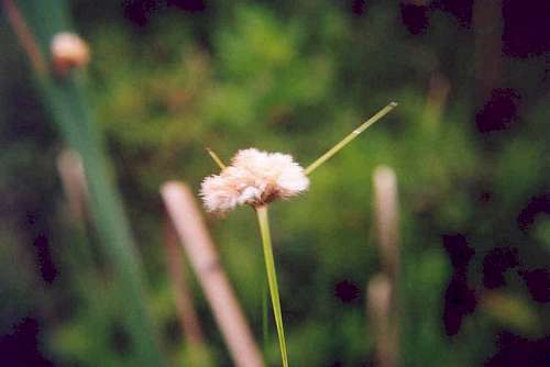 Tawny Cotton-grass (Eriophorum virginicum