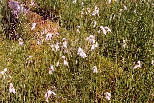 Slender Cotton-grass (Eriophorum gracile)