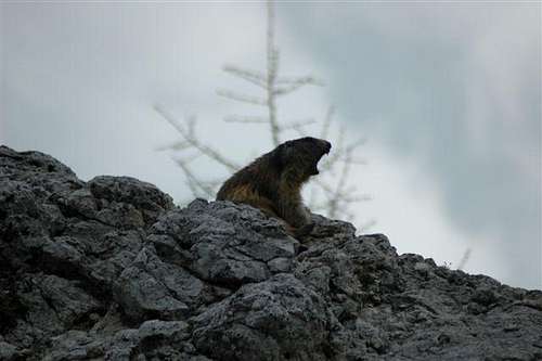Sleepy marmot 1