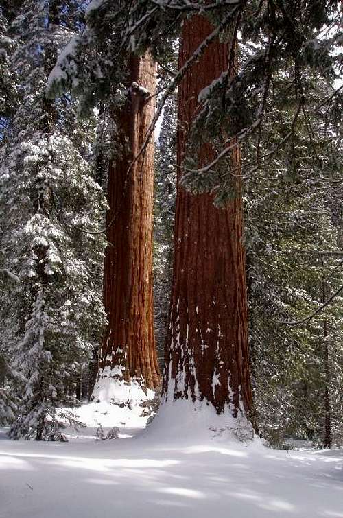 Grant Grove Sequoias in the Snow