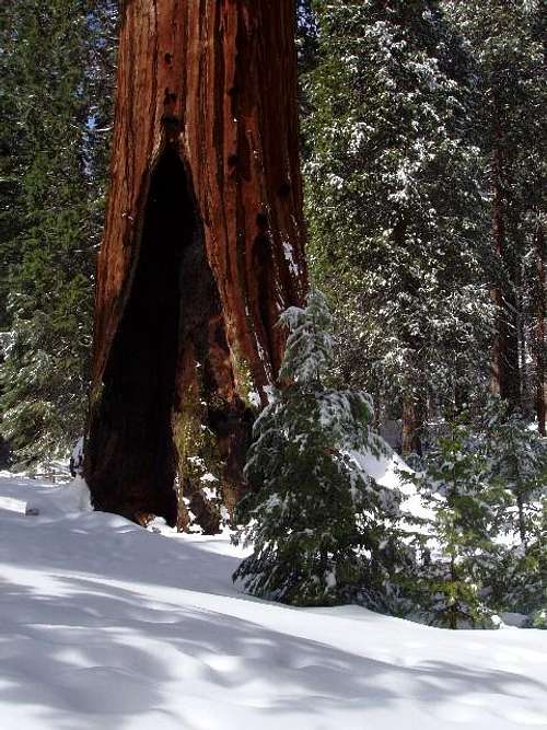 Sequoia in the Snow