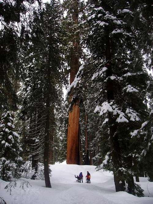 Snowshoeing near the McKinley Tree