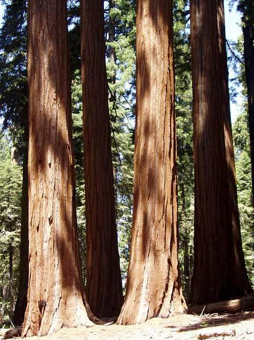 Redwood Canyon Sequoias