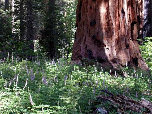 Sequoia and Lupine
