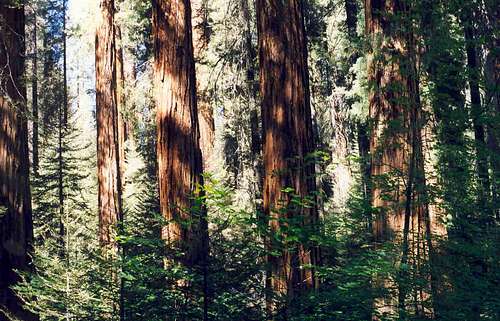 Sequoias in Line