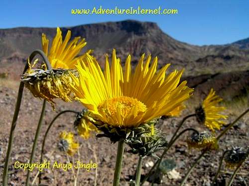 Flora of Lake Mead