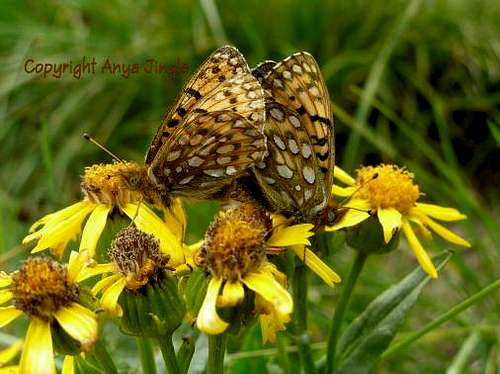 Mating Butterflies