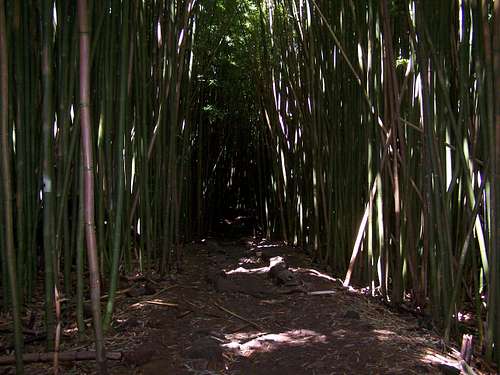 bamboo jungle