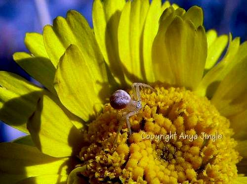 Spider in Desert Marigold