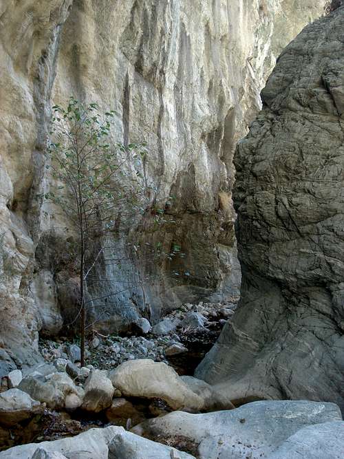 Loney Tree in Allison Gulch