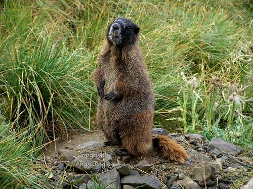 New Mexico Marmot