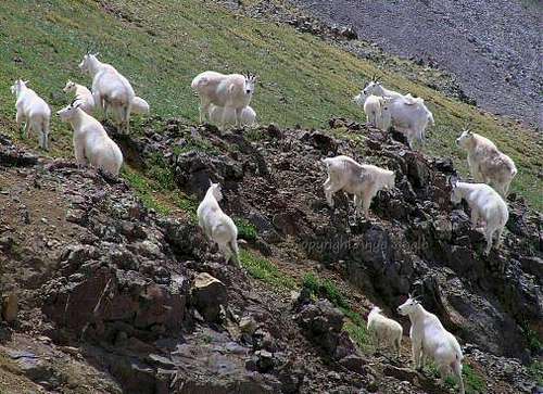 White Mountain Goats