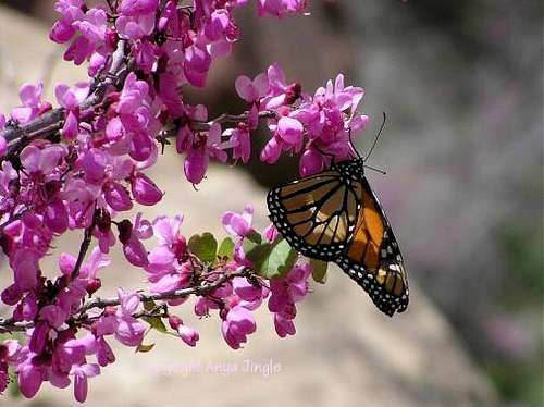 Monarch Butterfly on Redbud Tree