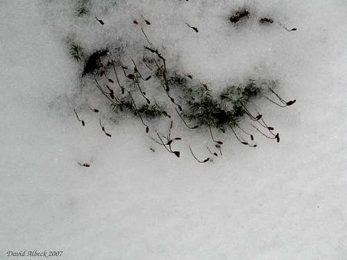 Moss in snowbank