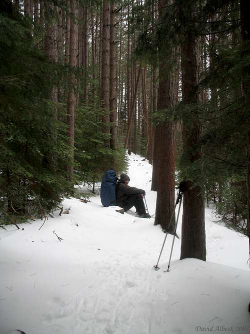 Resting in the Pines