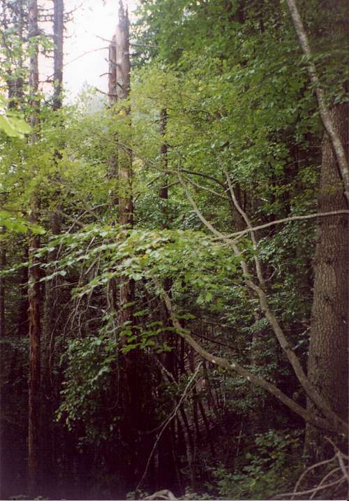 Thick forest in the path from Prionia to refuge A