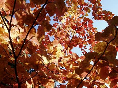 Fall Dogwood Leaves