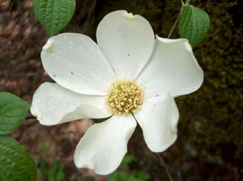 Dogwood Blossom