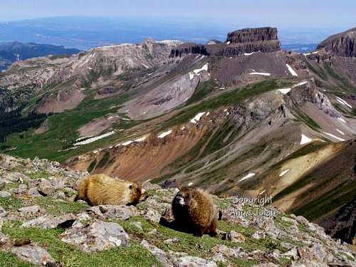 Two Marmots on the summit of Wetterhorn Peak