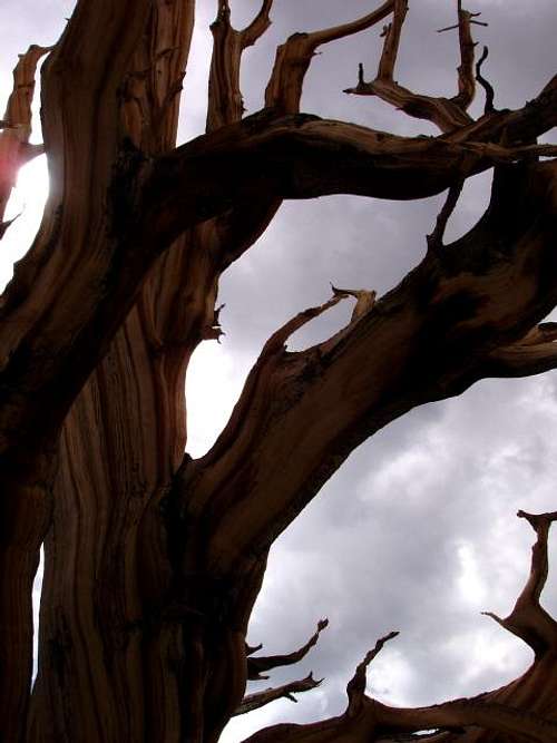 Bristlecone Pine Branches